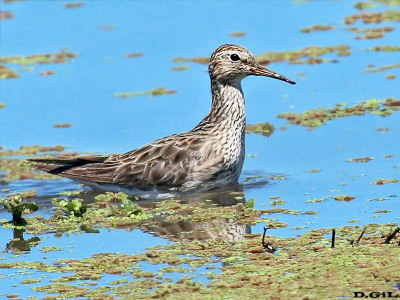 PLAYERITO PECHO GRIS (Calidris melanotos) - Laguna del Diario - MALDONADO (Setiembre 2013)
